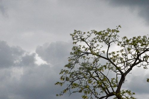 LE FORME DELLA NATURA