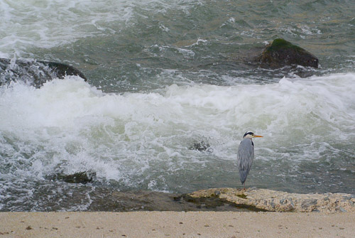 LE FORME DELLA NATURA