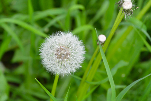 LE FORME DELLA NATURA