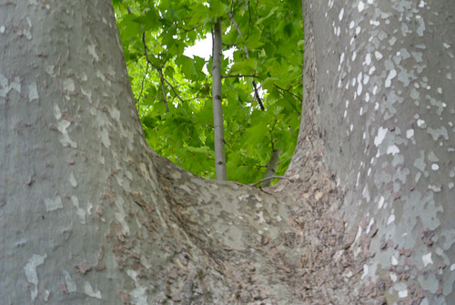 LE FORME DELLA NATURA