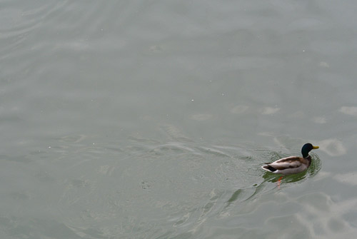 LE FORME DELLA NATURA