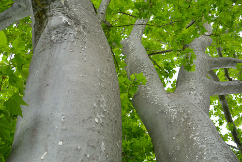 LE FORME DELLA NATURA
