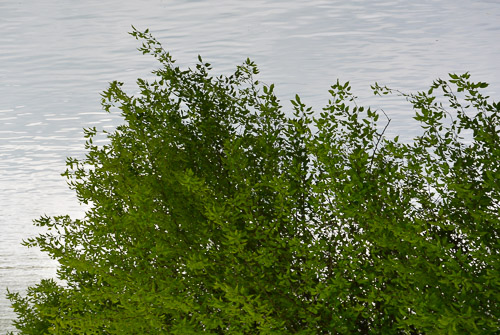 LE FORME DELLA NATURA